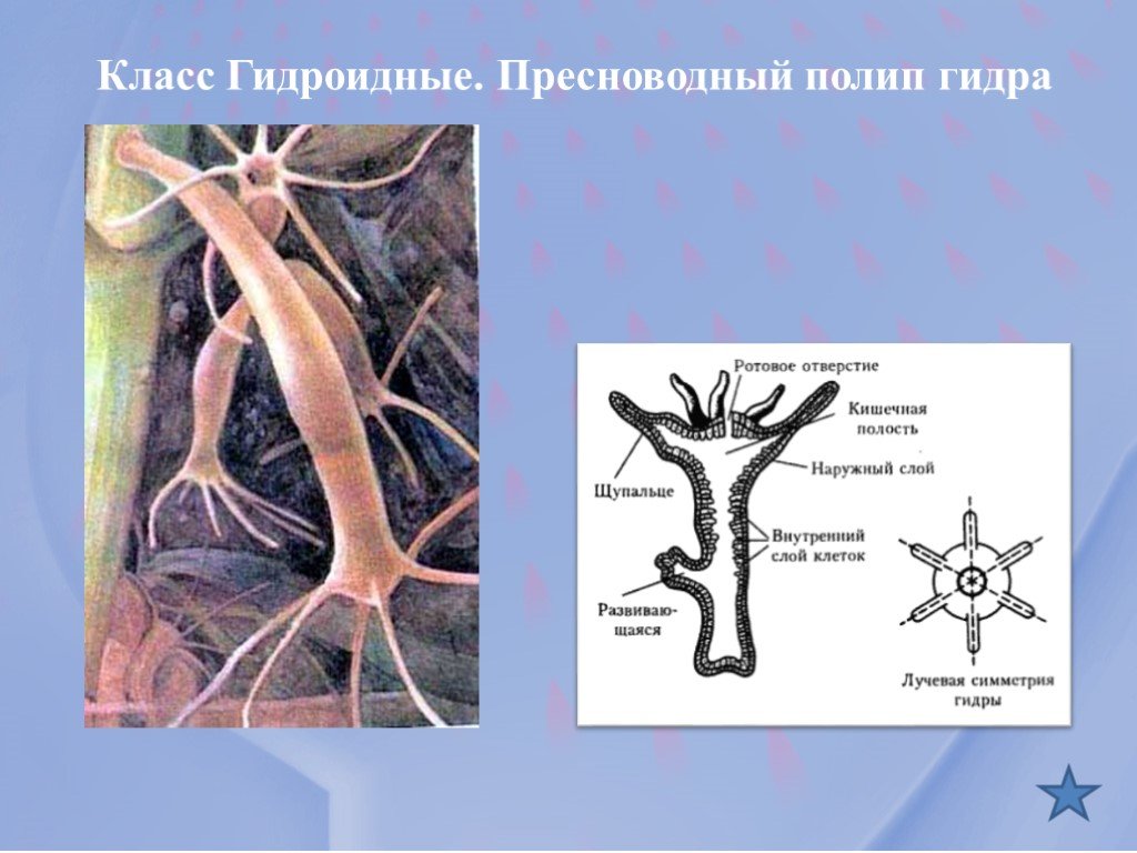 Кракен даркнет ссылка зеркало